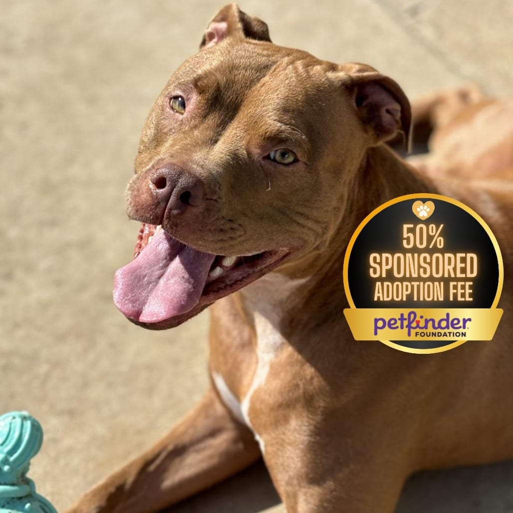 Photo of Cardi, adoptable Terrier, American Pit Bull in York, Pennsylvania