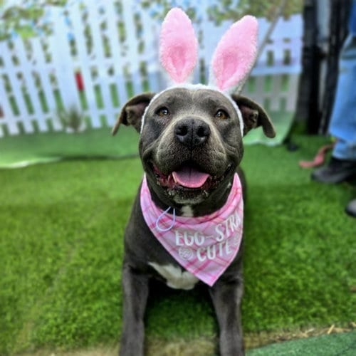 Photo of Mabel, adoptable Pit Bull Terrier in Long Beach, California