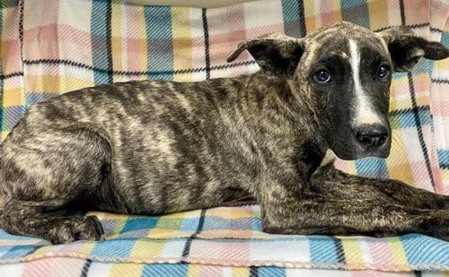 Photo of Acorn, adoptable Pit Bull Terrier in HESPERIA, California
