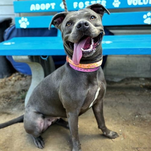 Photo of Hoka, adoptable Pit Bull Terrier in Long Beach, California