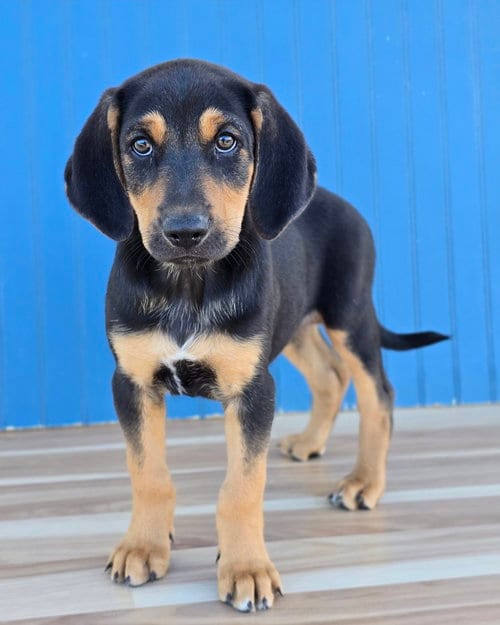 Photo of Olaf, adoptable Hound in Sedalia, Colorado