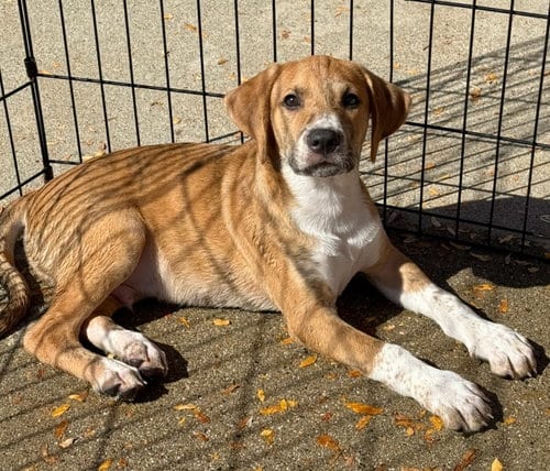 Photo of Scout, adoptable Hound in Gilberts, Illinois