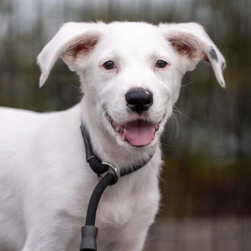 Photo of Donte, adoptable Pointer in San Diego, California