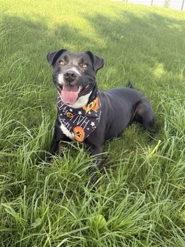 Photo of Chispa, adoptable Pit Bull Terrier in San Martin, California