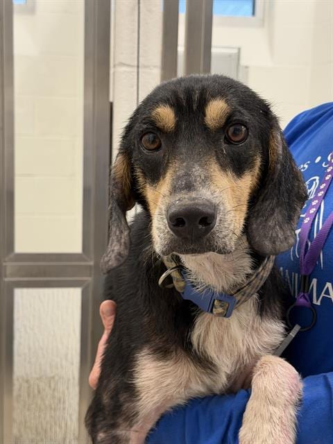 Photo of Basil, adoptable Beagle in Canfield, Ohio