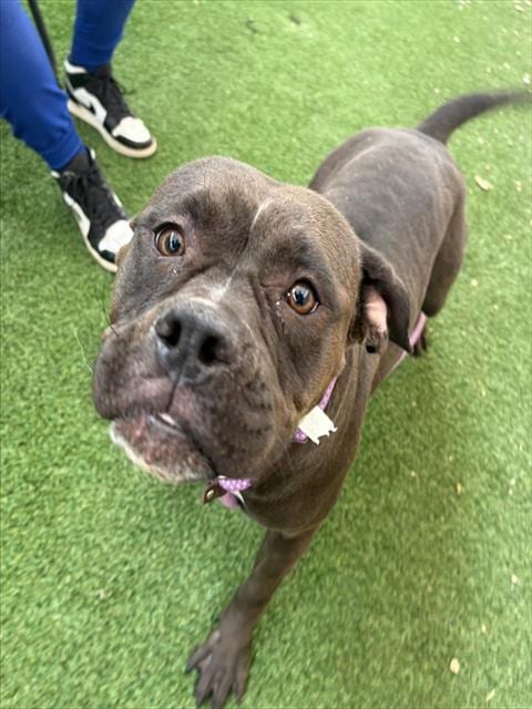 Photo of Olympia, adoptable Bulldog in Phoenix, Arizona