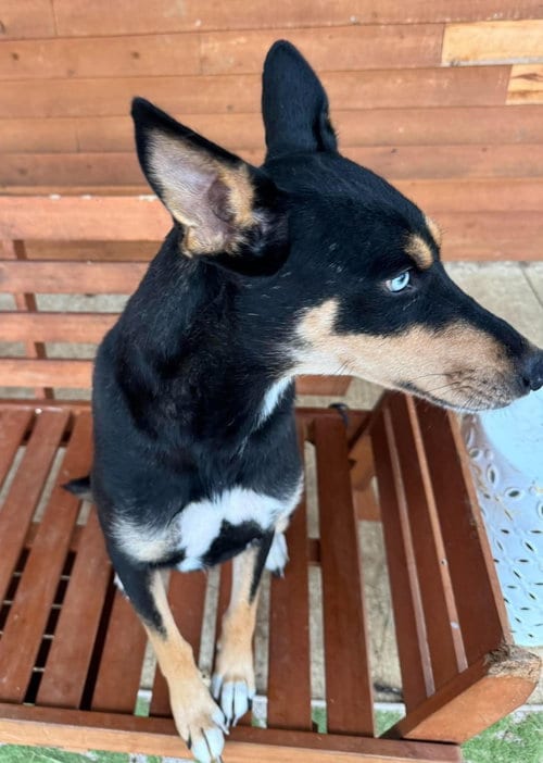 Photo of Myrtle Ann, adoptable Unknown breed (short coat) in Germantown, Ohio