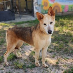 Photo of Rex JuM, adoptable German Shepherd Dog Husky in Hartford, Connecticut