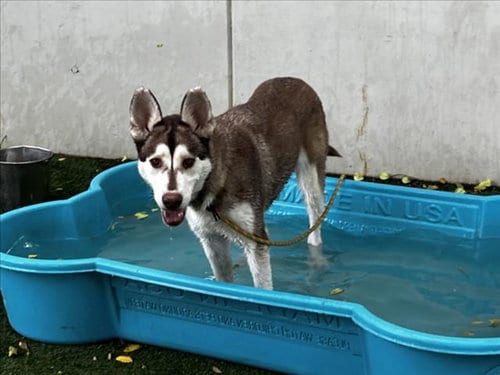 Photo of Bella, adoptable Siberian Husky in Chatsworth, California