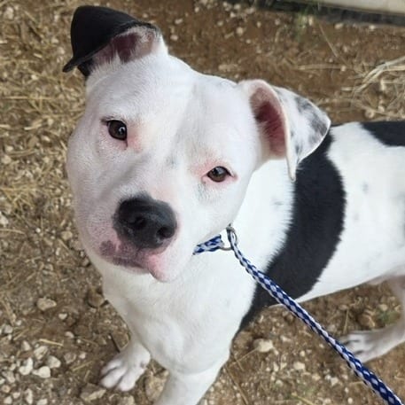 Photo of Clayton, adoptable Terrier, American Pit Bull in Riverwoods, Illinois