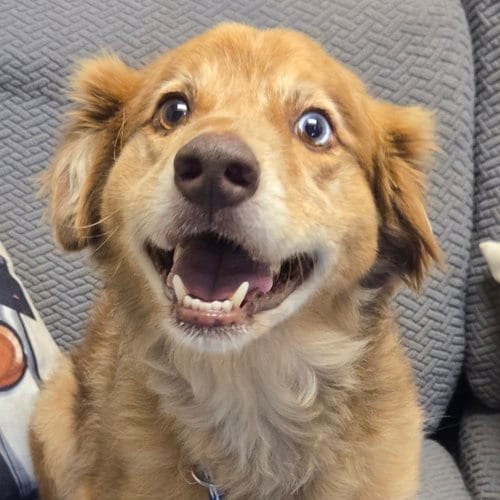 Photo of Jasper, adoptable Australian Shepherd in Normal, Illinois