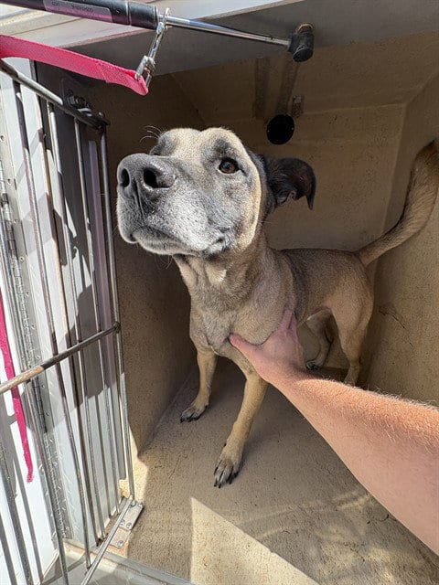 Photo of Sheldon, adoptable Black Mouth Cur in Oklahoma City, Oklahoma