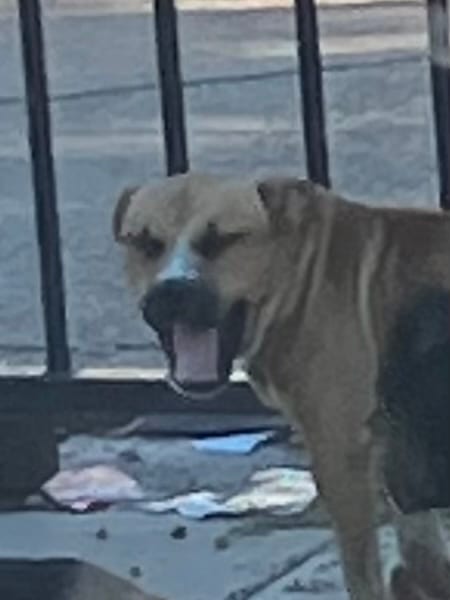 Photo of Alex, adoptable Mixed Breed