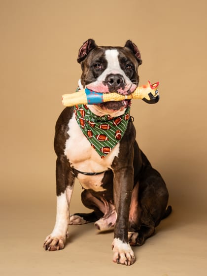 Photo of Rick Sanchez, adoptable dog in Atlanta, Georgia