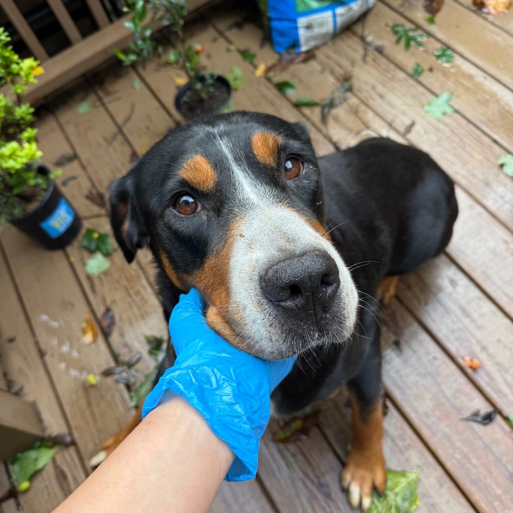 Photo of Twinkle, adoptable Greater Swiss Mountain Dog in West Chester, Pennsylvania