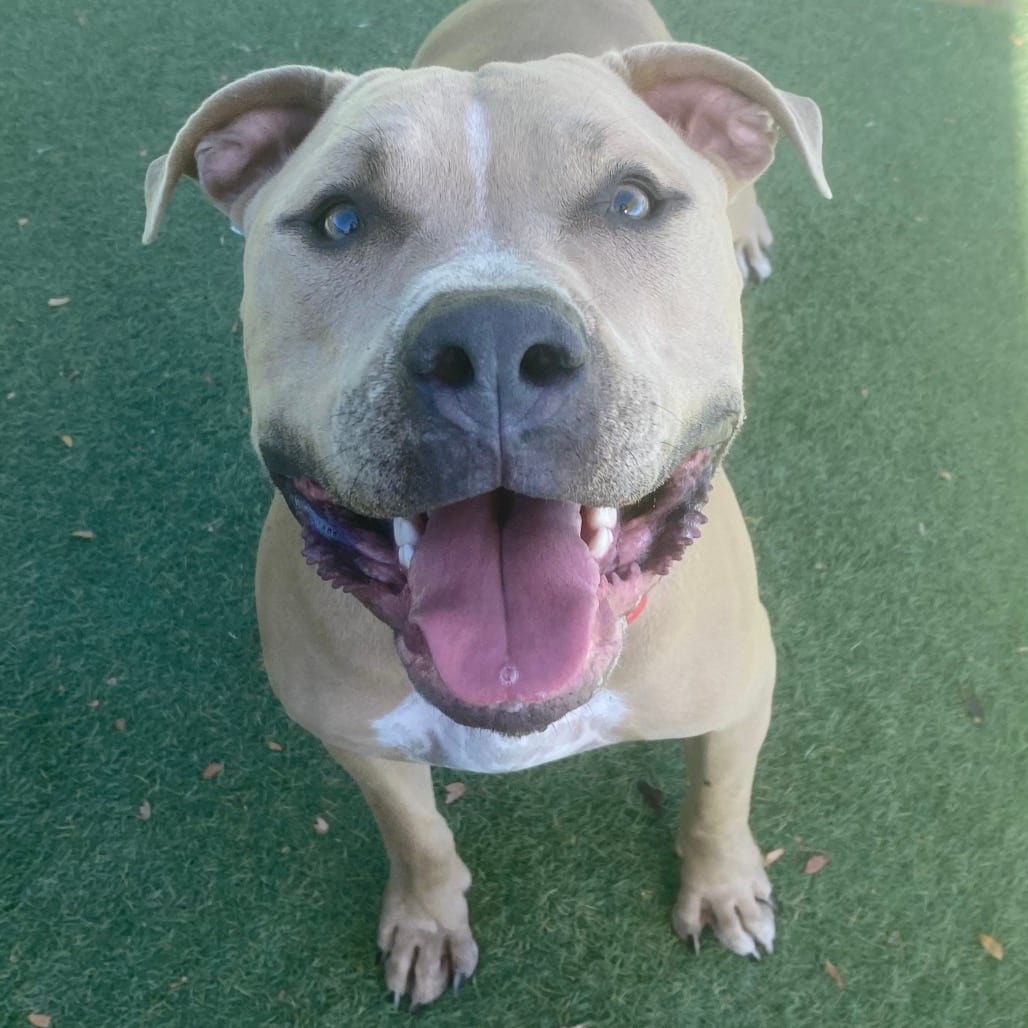 Photo of Diesel, adoptable Terrier, American Pit Bull in Henderson, Nevada