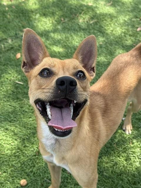 Photo of Canela, adoptable Chihuahua in Sugar Land, Texas