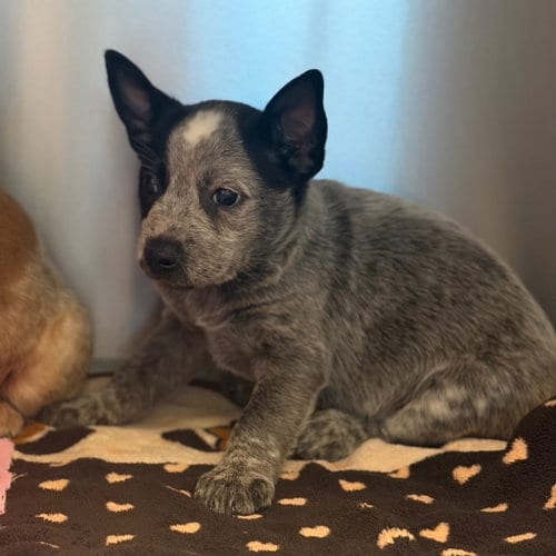 Photo of Harry, adoptable Australian Cattle Dog/Blue Heeler in Canton, Connecticut