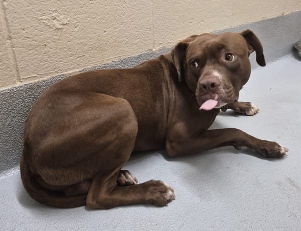 Photo of Astro, adoptable Pit Bull cross in Lawrenceville, Georgia