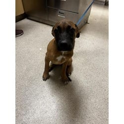Photo of Bamm Bamm, adoptable Cane Corso in Jurupa Valley, California