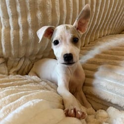 Photo of Shortcake, adoptable Jack Russell Terrier Beagle in Winchester, Virginia