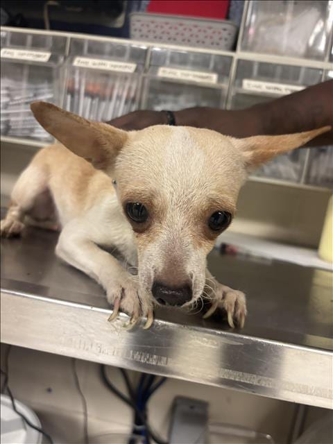 Photo of A433491, adoptable Chihuahua in Conroe, Texas