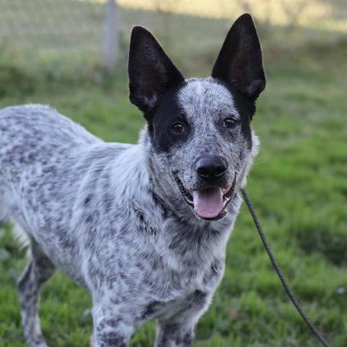 Photo of Smark, adoptable Queensland Heeler in Modesto, California