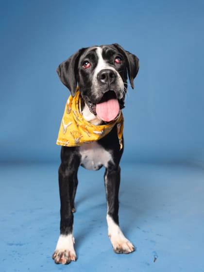Photo of Lee, adoptable dog in Atlanta, Georgia