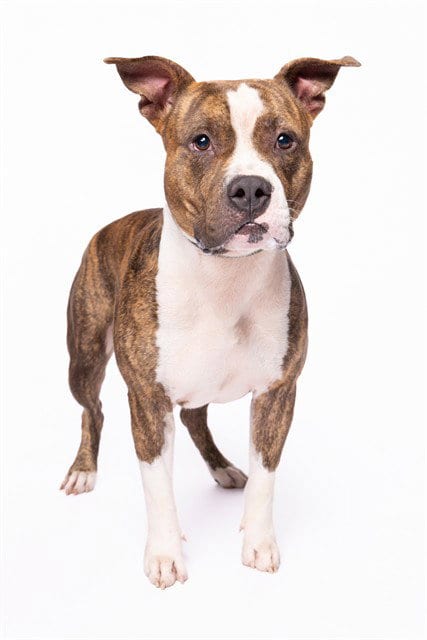 Photo of Robby, adoptable American Bulldog in Miami, Florida