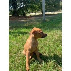Photo of Koda, adoptable Hound (Unknown Type) in Medfield, Massachusetts