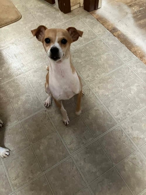 Photo of Terrence, adoptable Chihuahua in Pittsburgh, Pennsylvania