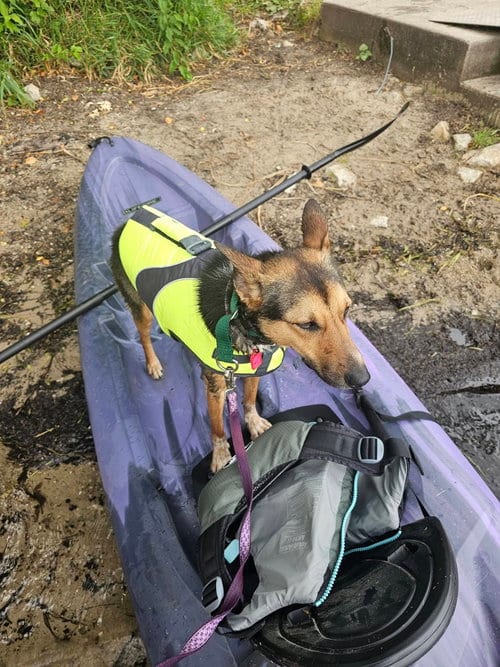 Photo of Magical Sapphire, adoptable German Shepherd Dog in Mukwonago, Wisconsin