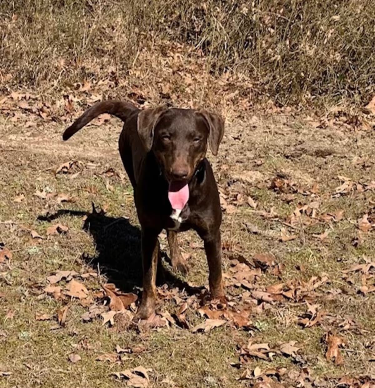 Photo of Taffy, adoptable Mountain Cur Doberman Pinscher in Melbourne, Arkansas