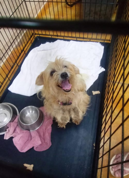 Photo of Strudel (no more applications), adoptable Terrier in AUSTIN, Minnesota