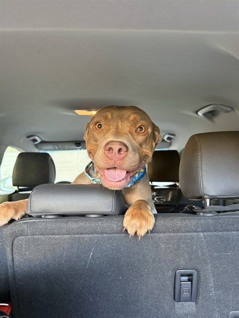 Photo of Chocolate, adoptable Pit Bull Terrier in Sacramento, California