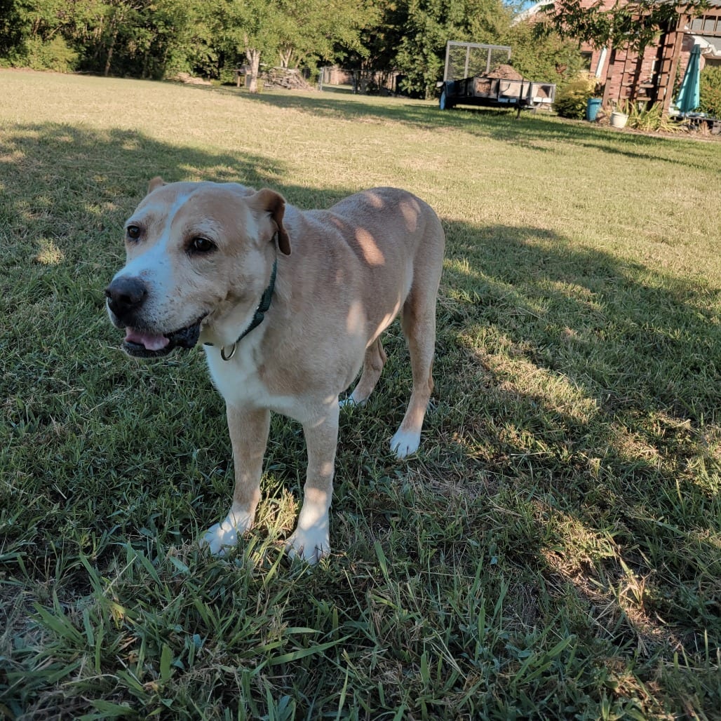 Photo of Nelson, adoptable Mixed Breed (Medium) in Dallas, Texas