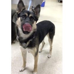 Photo of Sheriff, adoptable German Shepherd Dog in Jurupa Valley, California