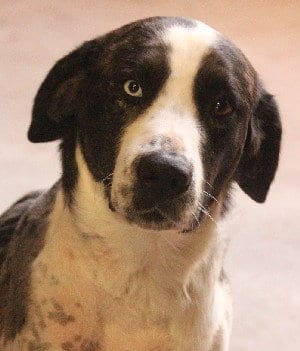 Photo of Jake, adoptable Collie in Savannah, Missouri