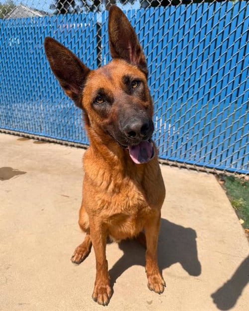 Photo of Sunny, adoptable German Shepherd Dog in Chula Vista, California