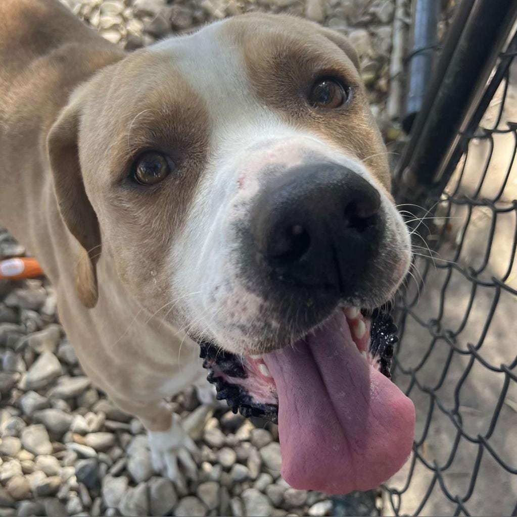 Photo of Deuce, adoptable Retriever, Labrador in Weatherford, Texas