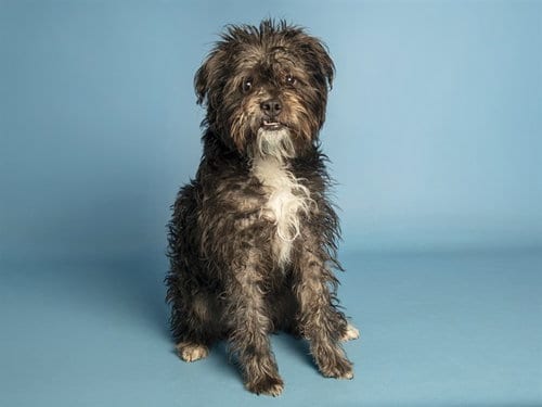 Photo of Bear, adoptable Lhasa Apso in Phoenix, Arizona