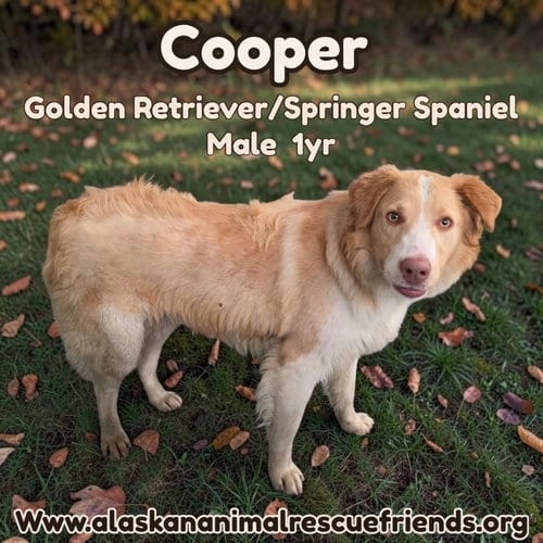 Photo of Cooper, adoptable Springer Spaniel in Anchorage, Alaska