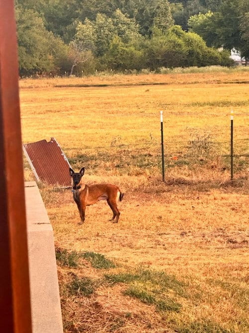 Photo of High Octane- Momma Shelby-- Located in OK, adoptable Belgian Shepherd Malinois in Imlay City, Michigan
