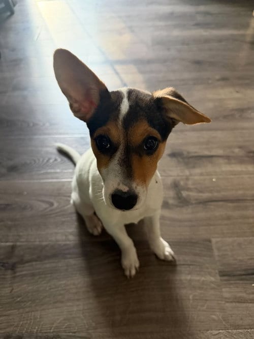 Photo of Jackie- JRT/pittie puppies, adoptable Jack Russell Terrier in Oakhurst, New Jersey