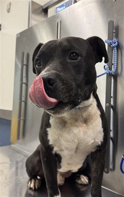 Photo of Butler, adoptable American Bulldog in Miami, Florida