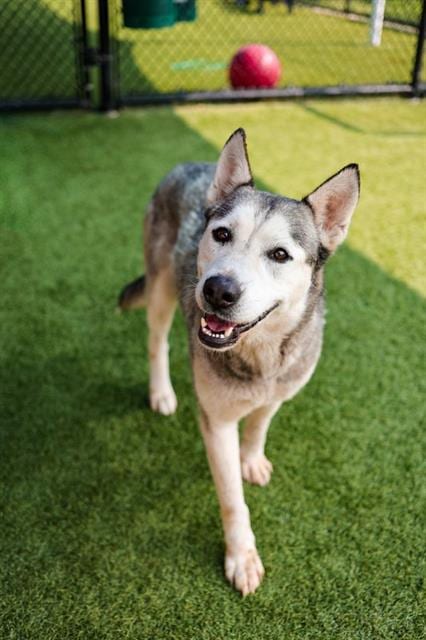 Photo of Maya, adoptable Mixed Breed