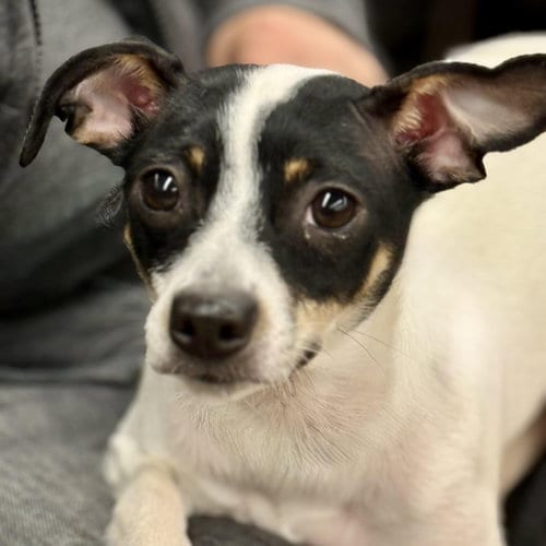 Photo of Birdie, adoptable Rat Terrier in Cranford, New Jersey