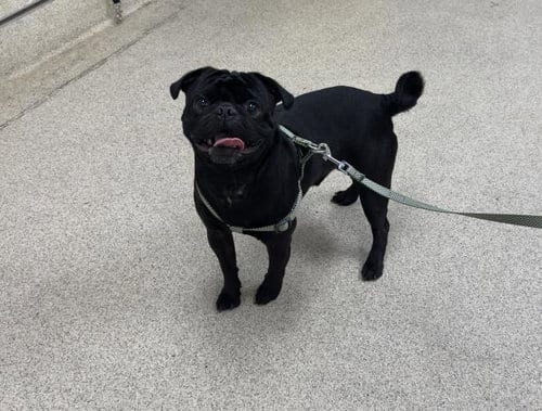 Photo of Chopper, adoptable Pug in Riverside, California