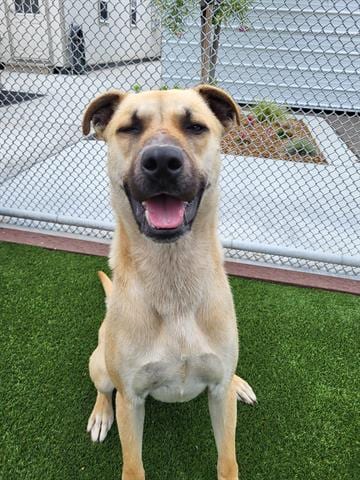 Photo of Obi, adoptable Pit Bull Terrier in Lathrop, California
