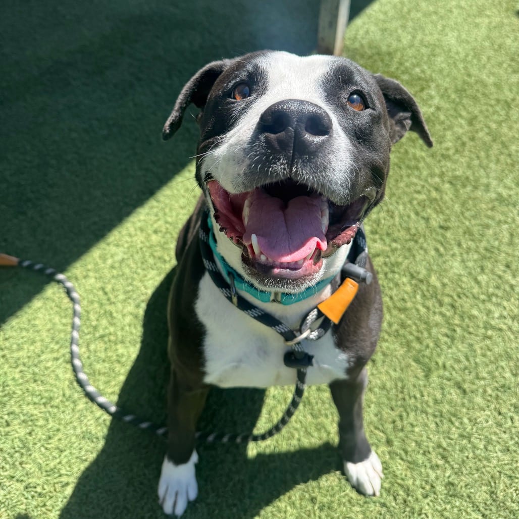 Photo of Summer, adoptable Terrier, Pit Bull in Buellton, California